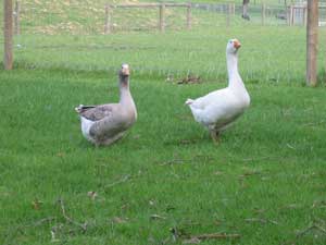 Pilgrim Geese