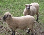 Dorset Downs sheep