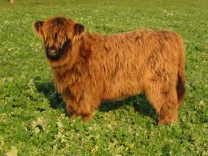 West Highland calf