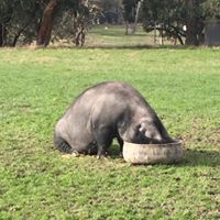 Hungry Hungry Piggo